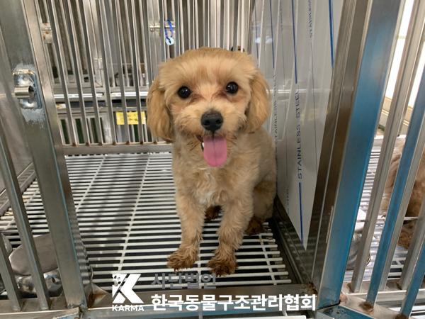 믹스견 이미지 파일 입니다.